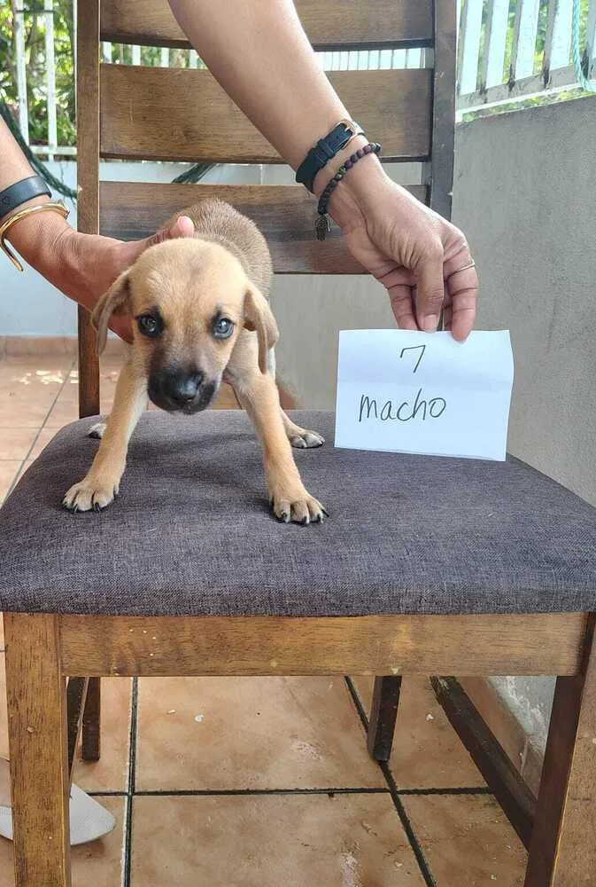 A baby small-sized male Brown / Chocolate Labrador Retriever dog named Arlo for adoption in Naranjito, PR