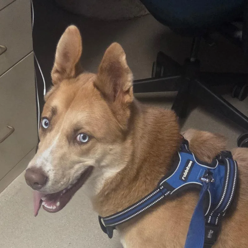 A young large-sized male Brown / Chocolate Mixed Breed dog named Sherman for adoption in Fort Bragg, CA