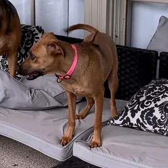 A young medium-sized female Golden Rhodesian Ridgeback dog named Laura for adoption in New Orleans, LA