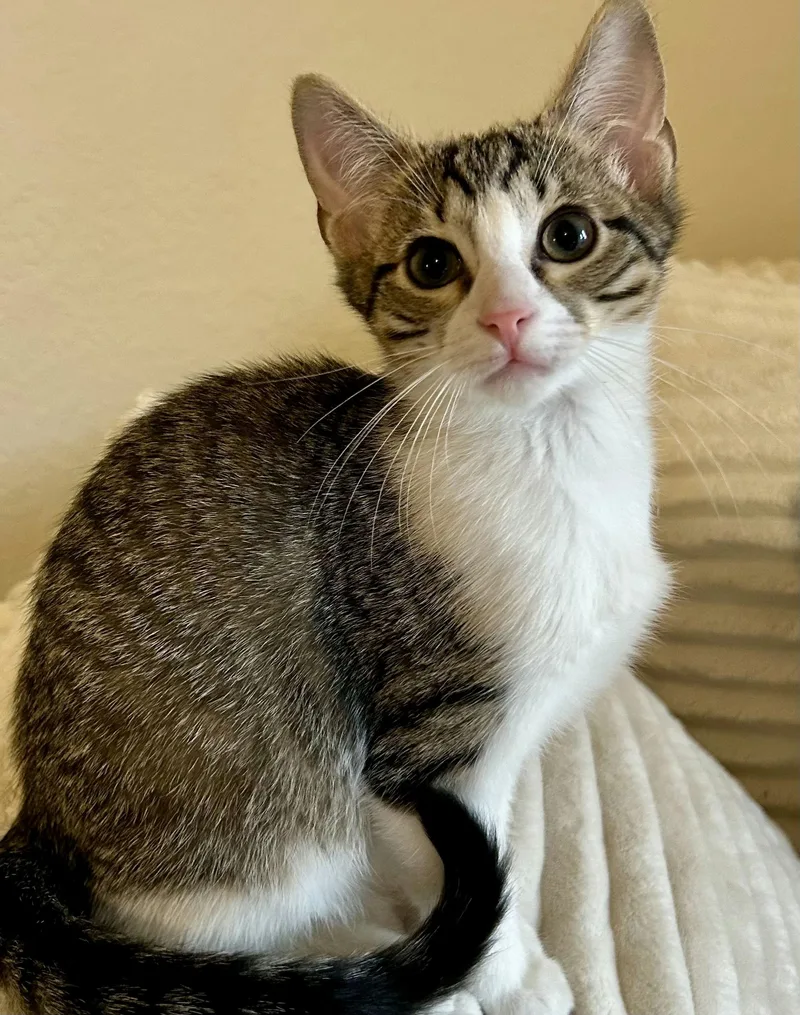 A baby medium-sized female Domestic Short Hair cat named Mimosa for adoption in Houston, TX