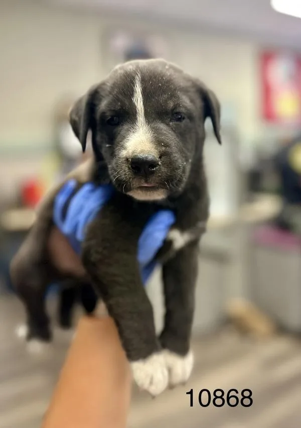 A baby medium-sized male Shepherd dog named Saturday for adoption in Victorville, CA