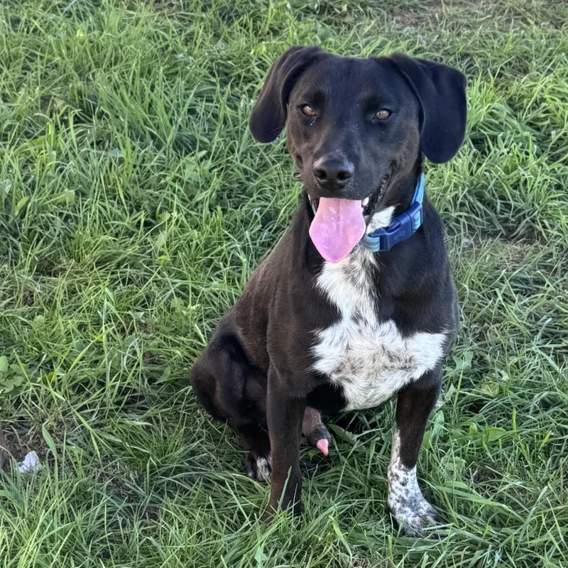 A young medium-sized male Labrador Retriever dog named Trevor for adoption in Rock Falls, IL