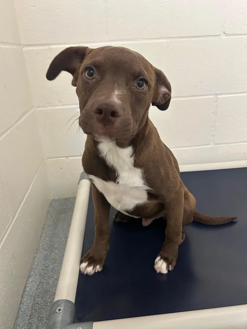 A young medium-sized male Brown / Chocolate Mixed Breed dog named Nola for adoption in St. Joseph, MI