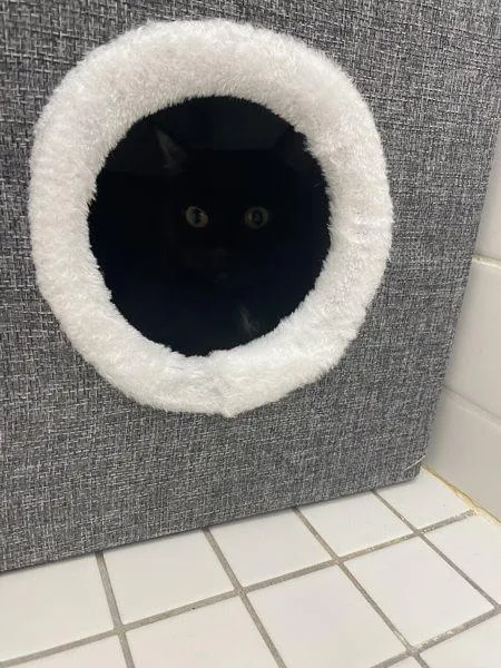 An adult medium-sized female Domestic Short Hair cat named Onyx for adoption in Ridgewood, NY