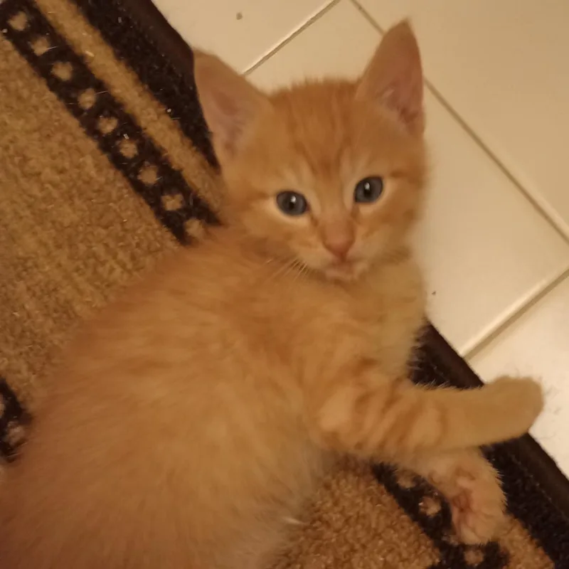 A baby small-sized male Domestic Short Hair cat named Aster for adoption in Cumming, GA