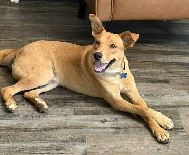 A young medium-sized male Yellow / Tan / Blond / Fawn Carolina Dog dog named Benson for adoption in Andover, MA