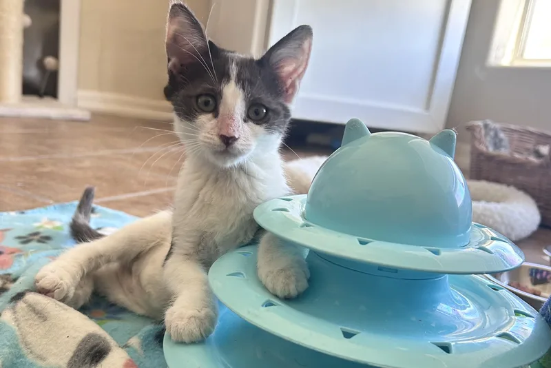 A baby small-sized female Domestic Short Hair cat named Vega for adoption in Fountain Hills, AZ