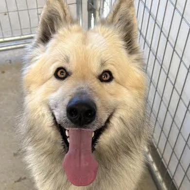 A young large-sized male Yellow / Tan / Blond / Fawn Husky dog named Hugo for adoption in Sonoma, CA