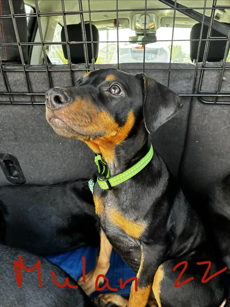 An adult medium-sized female Doberman Pinscher dog named Mulan for adoption in Phoenix, AZ