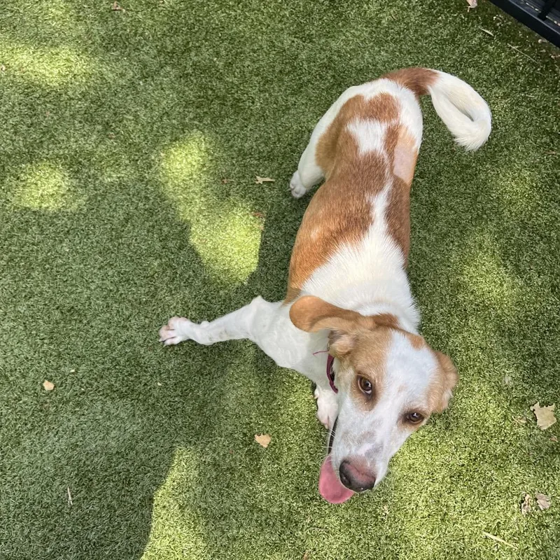 An adult medium-sized female Hound dog named Bambi for adoption in Charlottesville, VA