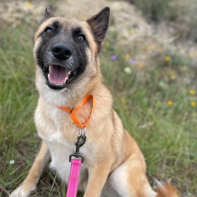 A young medium-sized female Apricot / Beige German Shepherd Dog dog named Calliope for adoption in Center Point, TX