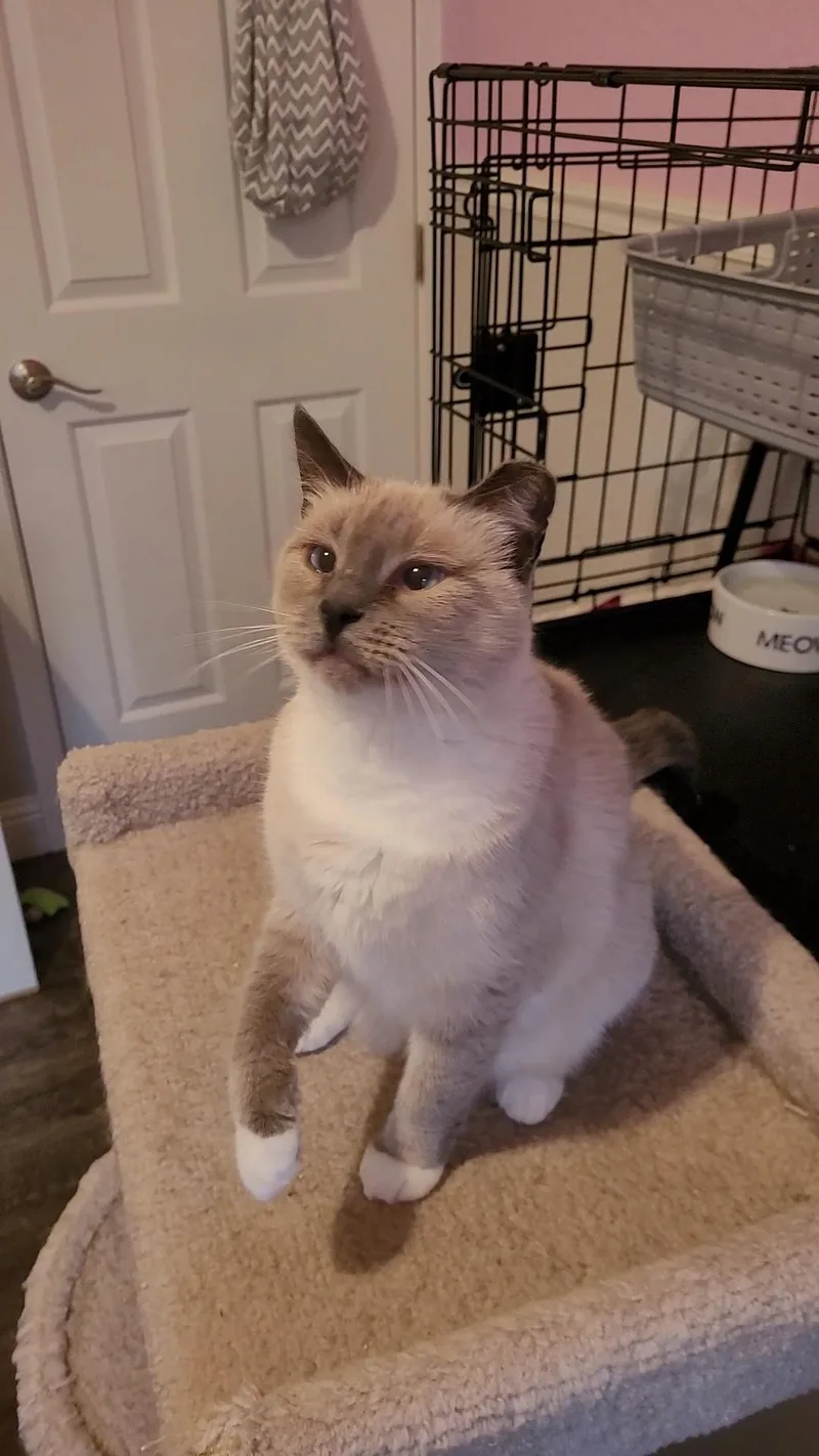 An adult medium-sized female Siamese cat named Laila for adoption in Escalon, CA