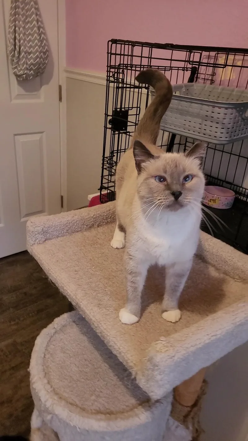 Laila thumbnail 4