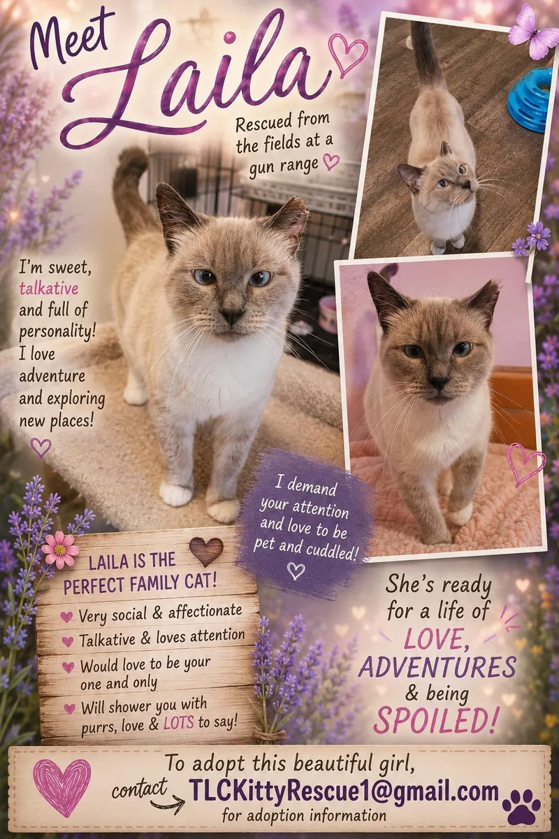 Laila thumbnail 6