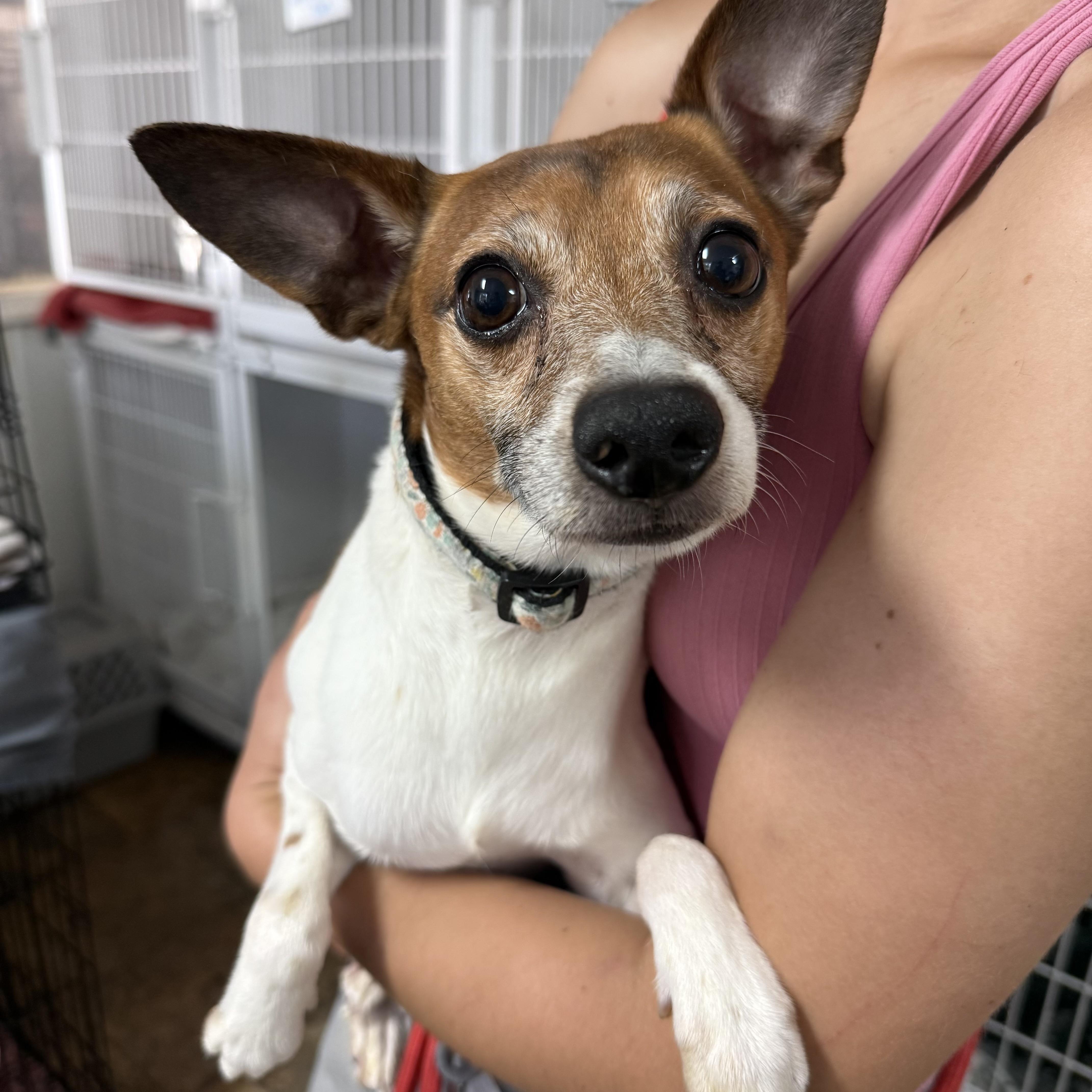 An adult small-sized male Tricolor (Brown, Black, & White) Jack Russell Terrier dog named Croissant for adoption in Columbia, SC
