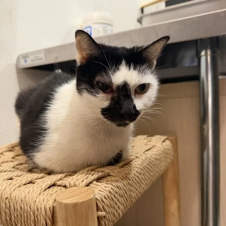 Dominique thumbnail 2