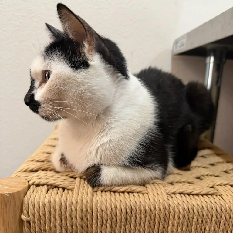 Dominique thumbnail 3