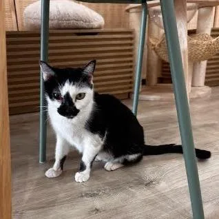 Dominique thumbnail 4