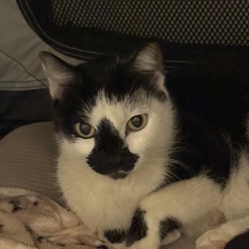 Dominique thumbnail 5