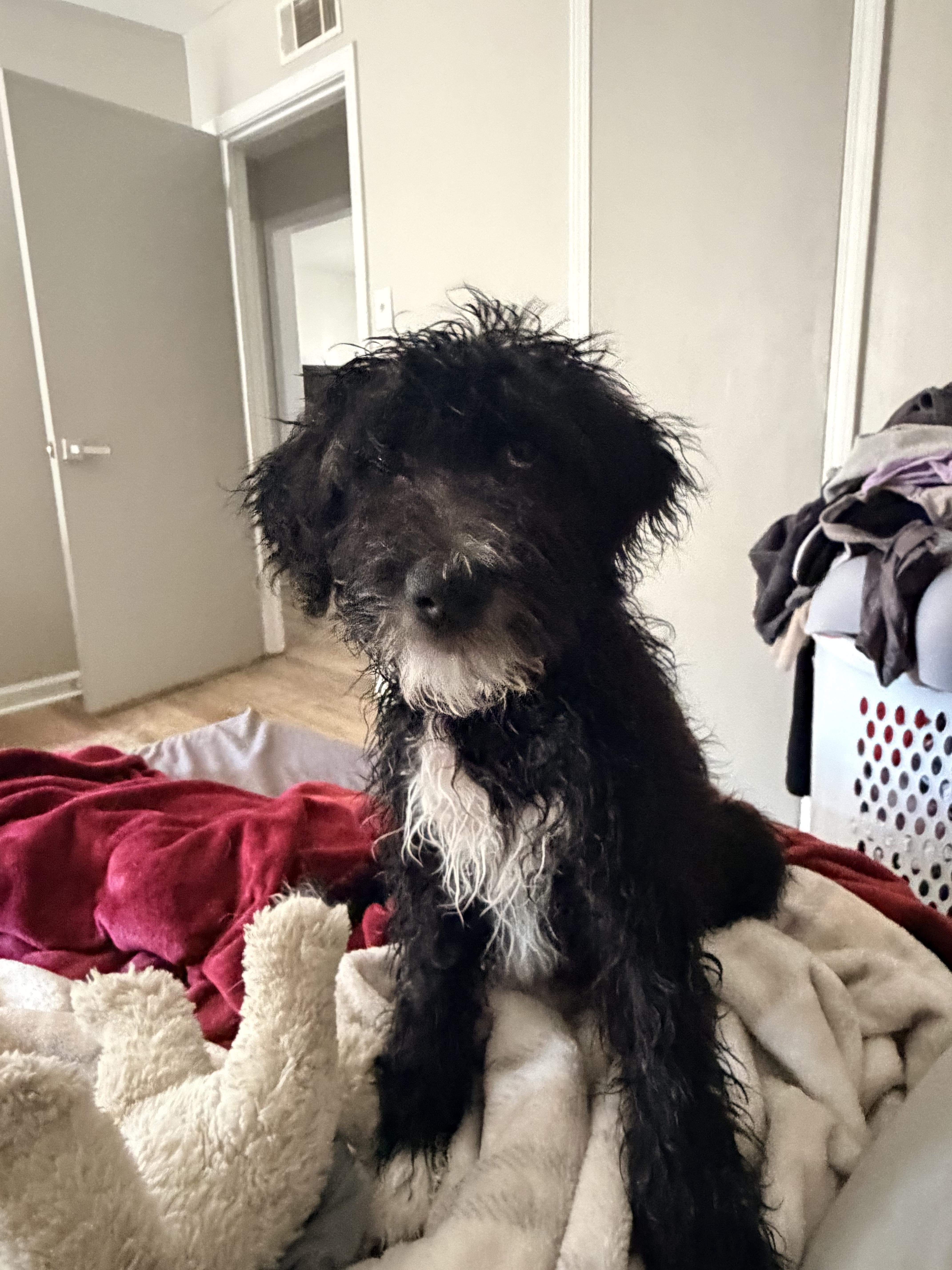 A young medium-sized female Schnoodle dog named Daisy for adoption in Cordova, TN