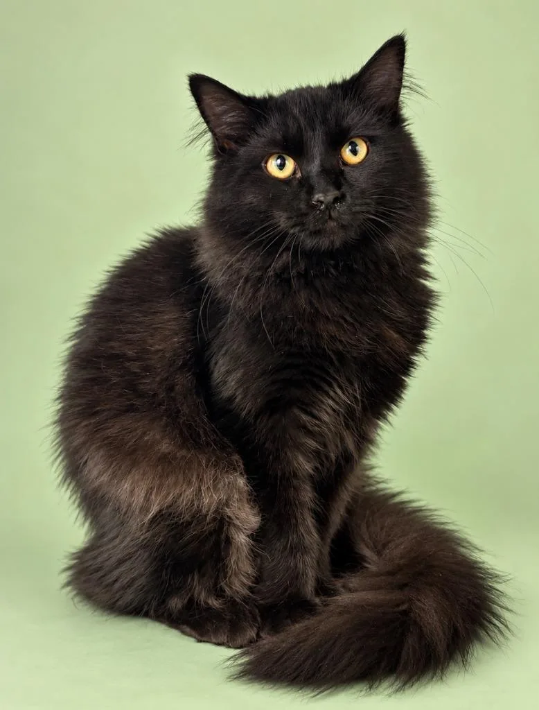 A young medium-sized male Domestic Medium Hair cat named Crowley for adoption in Rock Springs, WY