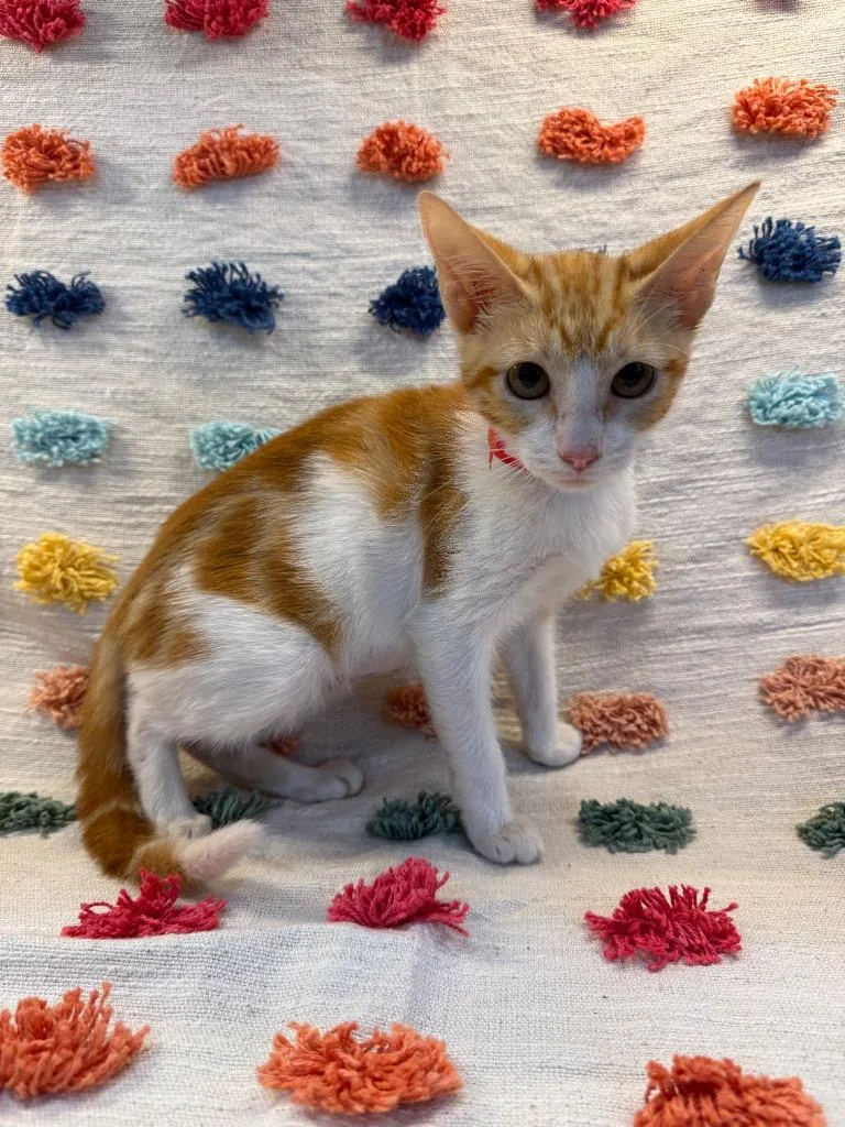 A baby medium-sized female Domestic Short Hair cat named Rose Mary PA for adoption in Denham Springs, LA