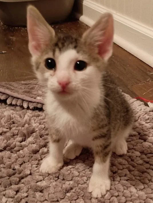 A baby medium-sized male Domestic Short Hair cat named Hulu for adoption in Youngsville, NC