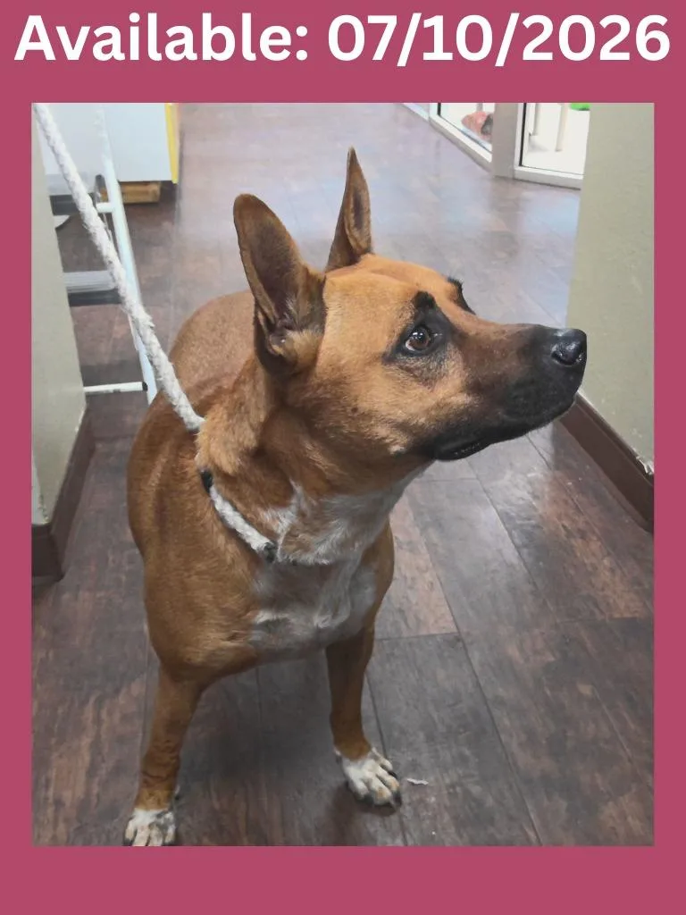 An adult medium-sized female Labrador Retriever dog named Dog Kennel for adoption in Greenville, TX
