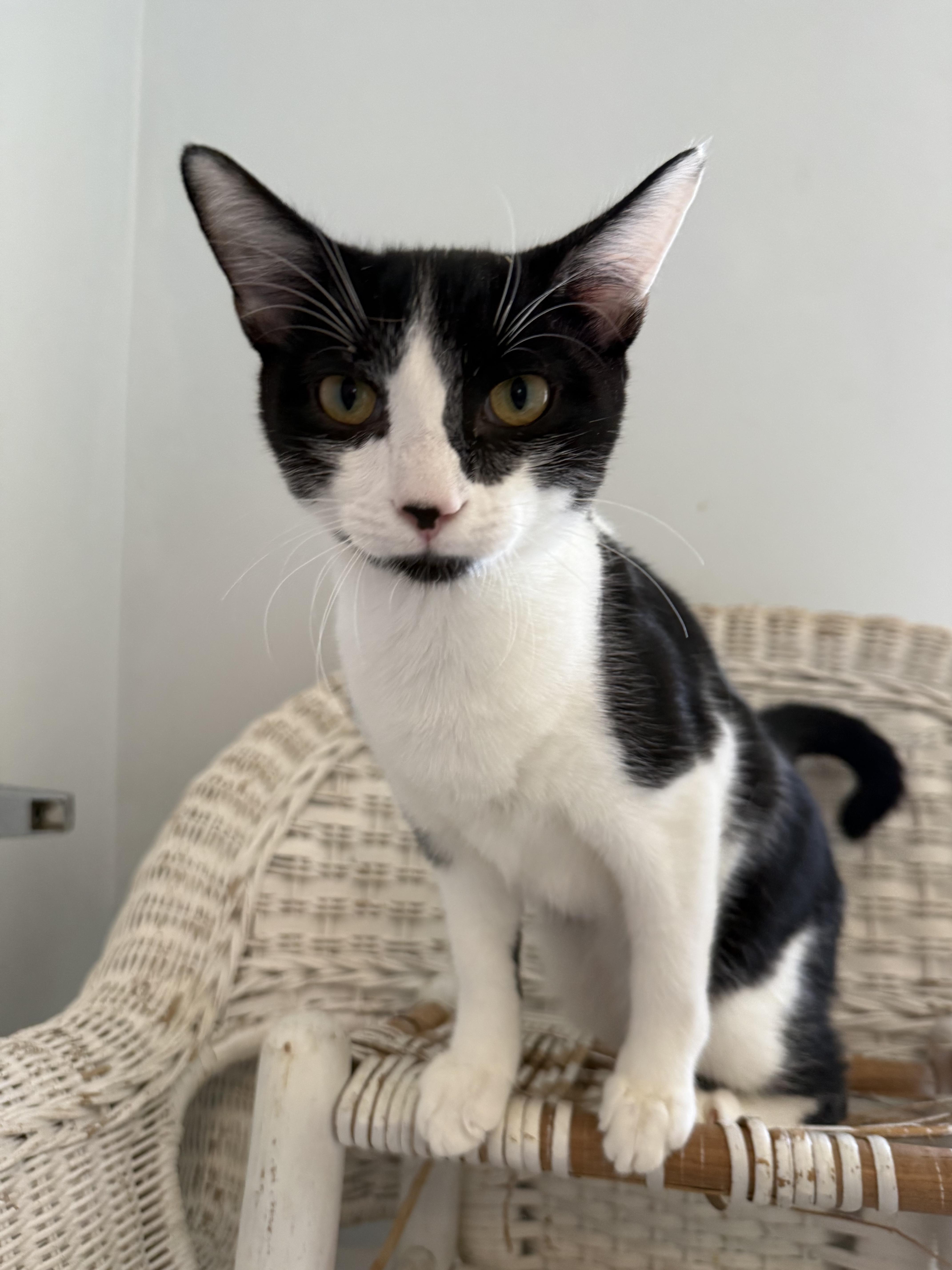A young medium-sized male Black & White / Tuxedo Domestic Short Hair cat named Ramano for adoption in Pittsboro, NC