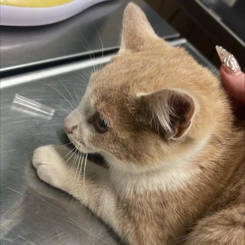 A baby small-sized male Domestic Short Hair cat named Macaroni for adoption in Tacoma, WA