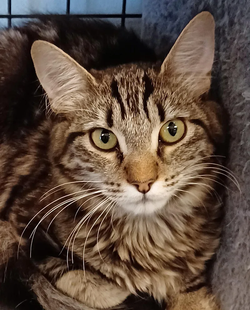 An adult large-sized male Tabby (Brown / Chocolate) Tabby cat named Sativa & Stormie  for adoption in Spokane Valley, WA