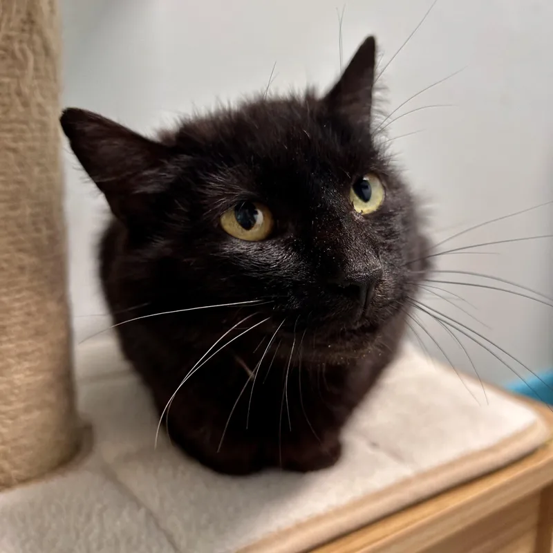 An adult medium-sized female Black Domestic Short Hair cat named Persimmon for adoption in Grand Rapids, MI