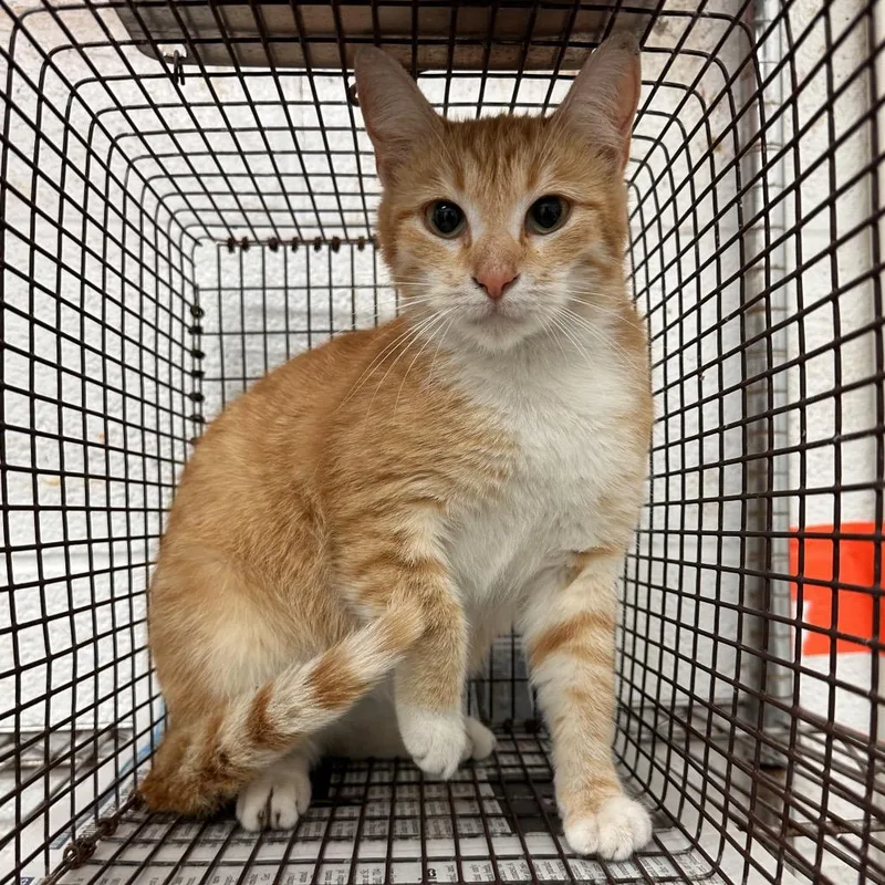 An adult medium-sized female Orange / Red Domestic Short Hair cat named Marmalade for adoption in Edinburg, TX