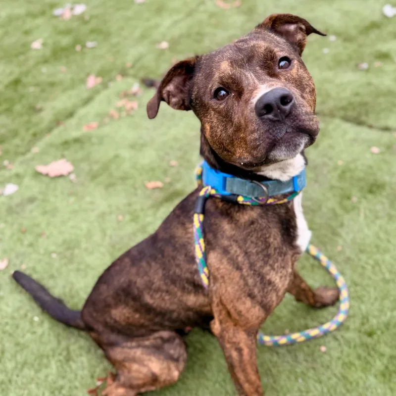 A young medium-sized male Brown / Chocolate Mixed Breed dog named Boone for adoption in Davenport, IA