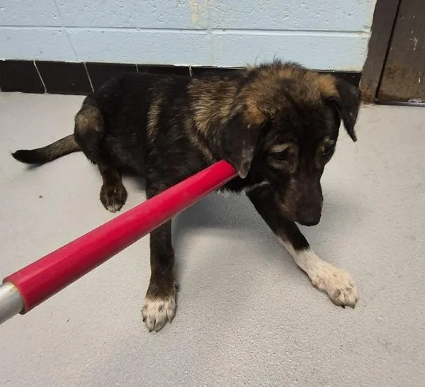 Pen C  River thumbnail 2