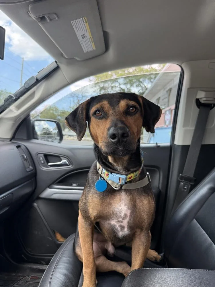 A young medium-sized male Tricolor (Brown, Black, & White) Hound dog named Titan for adoption in St. Petersburg, FL