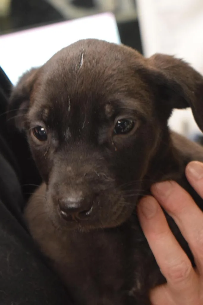 A baby small-sized male Labrador Retriever dog named Bodie for adoption in Pahrump, NV