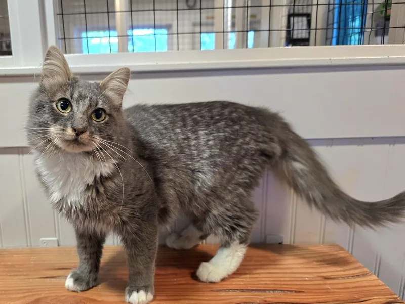 A baby small-sized female Domestic Medium Hair cat named Lucky for adoption in Vancouver, WA
