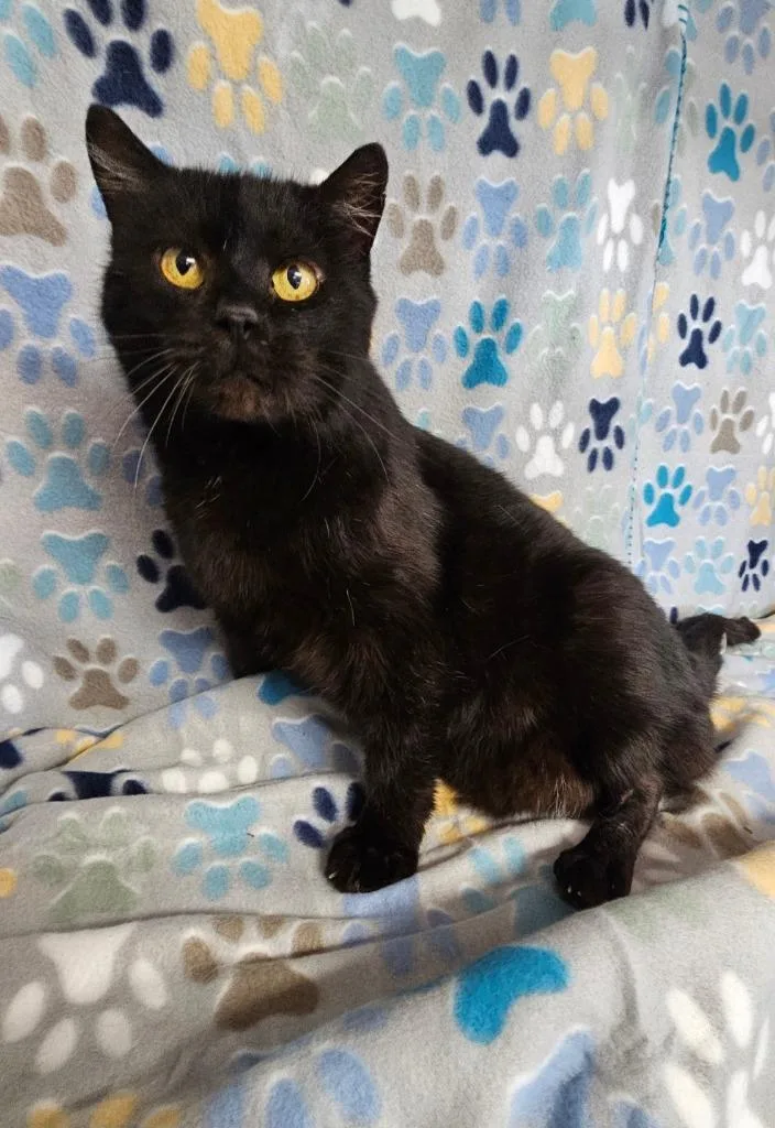 A senior large-sized male Domestic Short Hair cat named Shadow for adoption in Wabash, IN