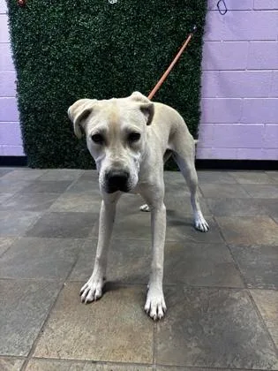 A young medium-sized female Yellow / Tan / Blond / Fawn Mixed Breed dog named Daisy for adoption in El Paso, TX