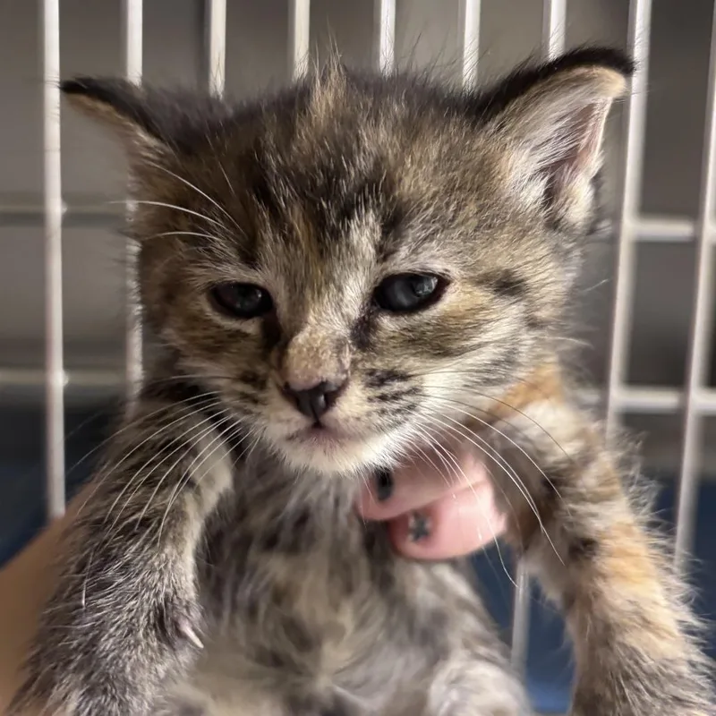 A baby small-sized female Black Domestic Short Hair cat named Kidney Bean for adoption in Asheville, NC