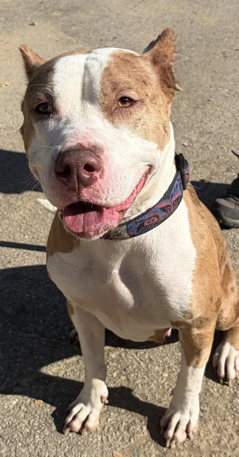 A young medium-sized female Mixed Breed dog named Lydia for adoption in McKeesport, PA