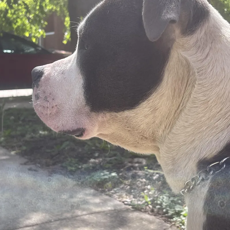 A young large-sized male American Bully dog named Koda for adoption in Northlake, IL