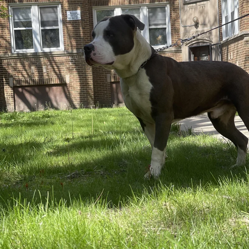 Koda thumbnail 2