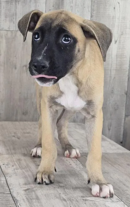 An adult small-sized female Terrier dog named Pinky for adoption in Shreveport, LA