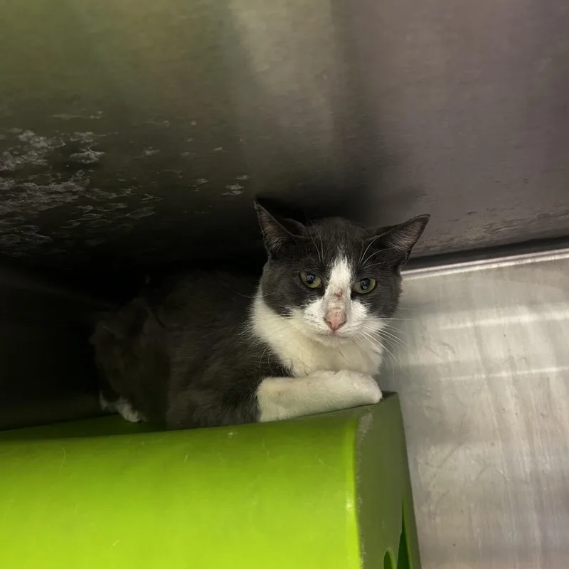A young medium-sized female Domestic Short Hair cat named Miss Swiss for adoption in Waukesha, WI