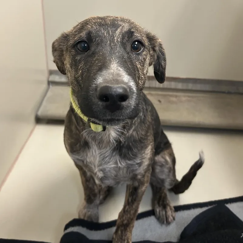 A baby medium-sized female Brown / Chocolate Mixed Breed dog named Buzz for adoption in Flagstaff, AZ
