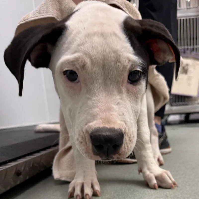 A baby medium-sized female White / Cream Terrier dog named Dani for adoption in Abilene, TX