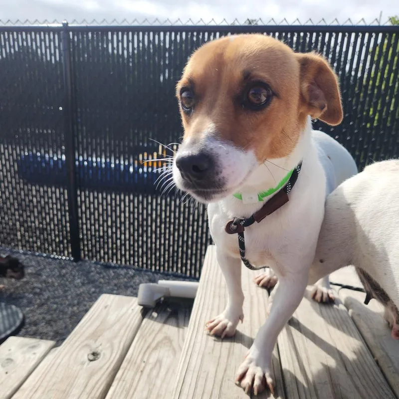 A young small-sized female Jack Russell Terrier dog named Skittles for adoption in Fort Wayne, IN