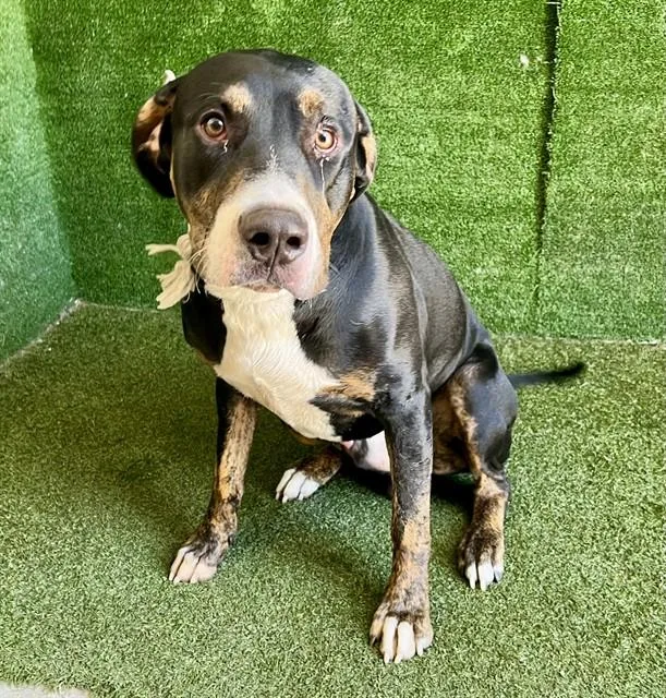 A young large-sized male Staffordshire Bull Terrier dog named Ronald for adoption in Lancaster, CA